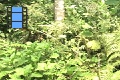 Scene 38_hssflight_Close encounter with Morpho peleides in flight